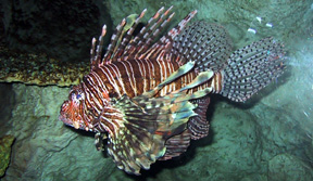 scorpionfish