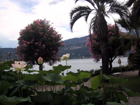 Flowers and lake