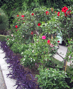 Flowers on wall