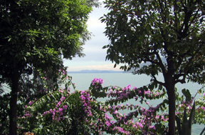 Flowers on lake