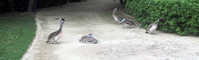 Pelicans