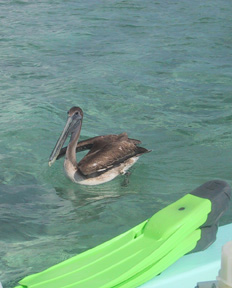 Pelican up close