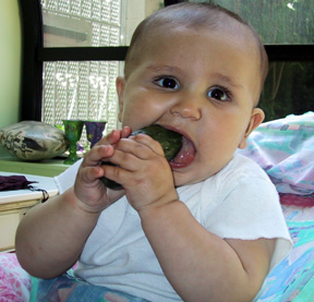 Gnawing pickle