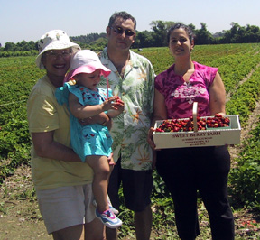 Family in strawberry patch