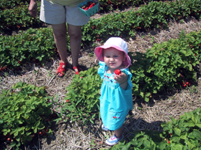 Josie with a strawberry